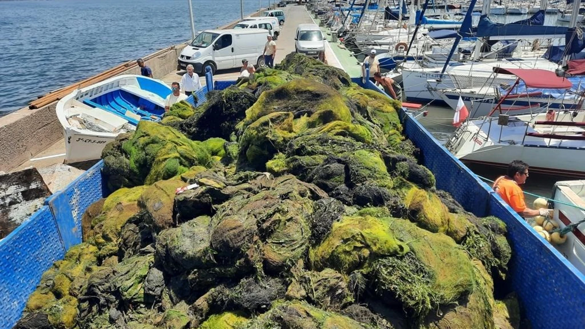 Biomasa retirada del Mar Menor este viernes CARM 04/06/2022