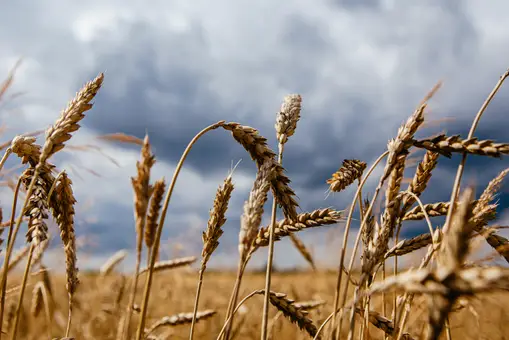 La cosecha de trigo y cebada se podría desplomar hasta un 63%