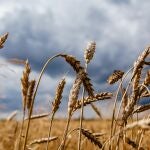 En 2022, se alcanzó una producción de 12,8 millones de toneladas para el trigo blando, duro y cebada