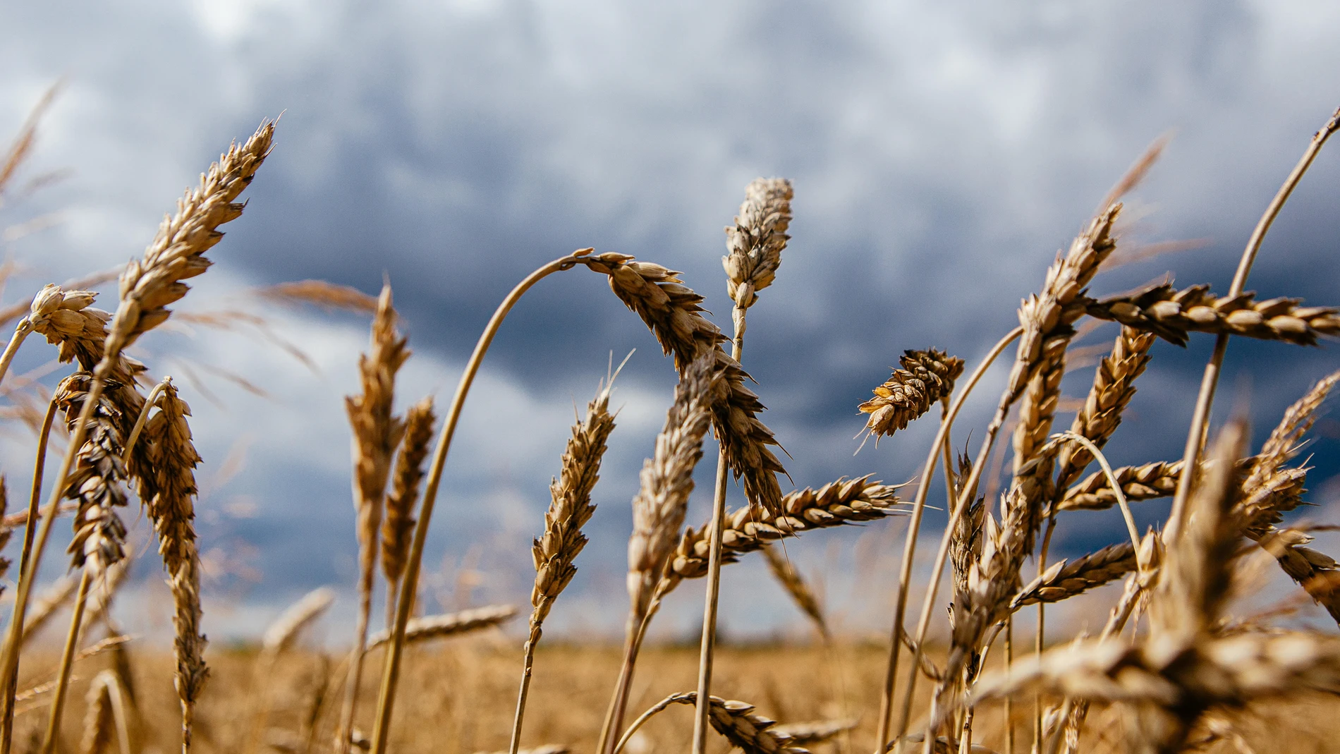 En 2022, se alcanzó una producción de 12,8 millones de toneladas para el trigo blando, duro y cebada