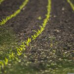 Un estudio de la UMU encuentra una relación entre la estatura de los españoles y las agriculturas de regadío y secano
