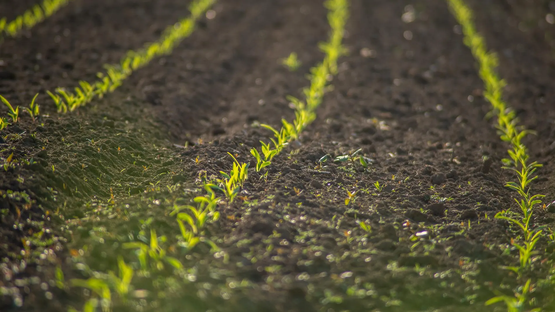 Un estudio de la UMU encuentra una relación entre la estatura de los españoles y las agriculturas de regadío y secano