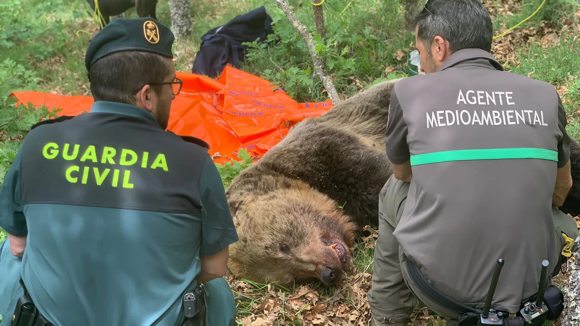 Imagen del oso muerto que ha sido encontrado en la Montaña Palentina