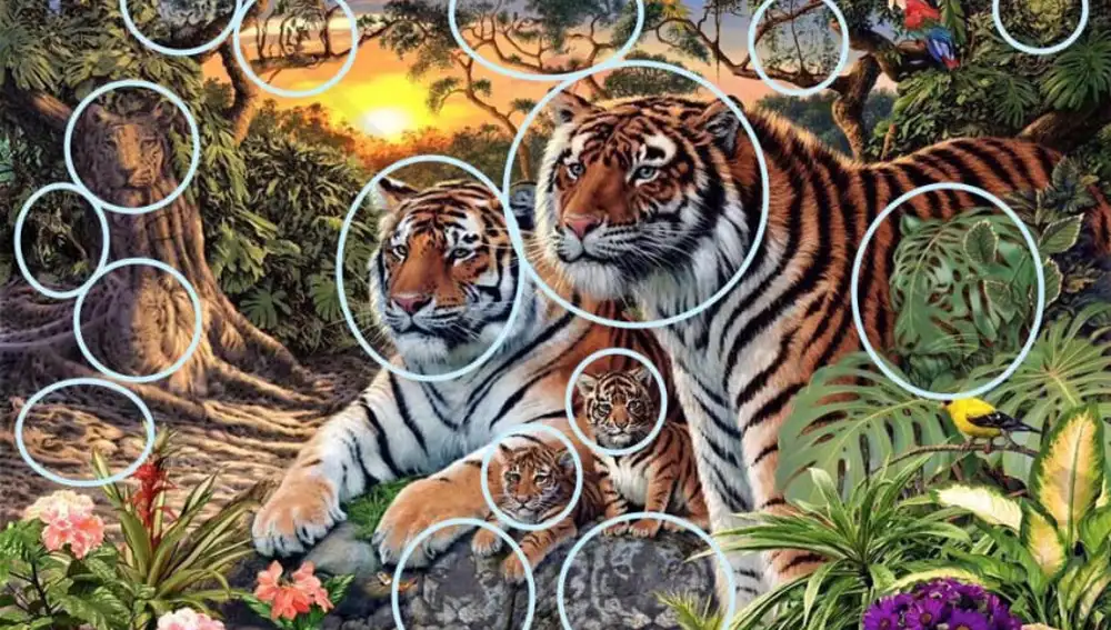 Solución al desafío visual, en la que se identifican 16 tigres