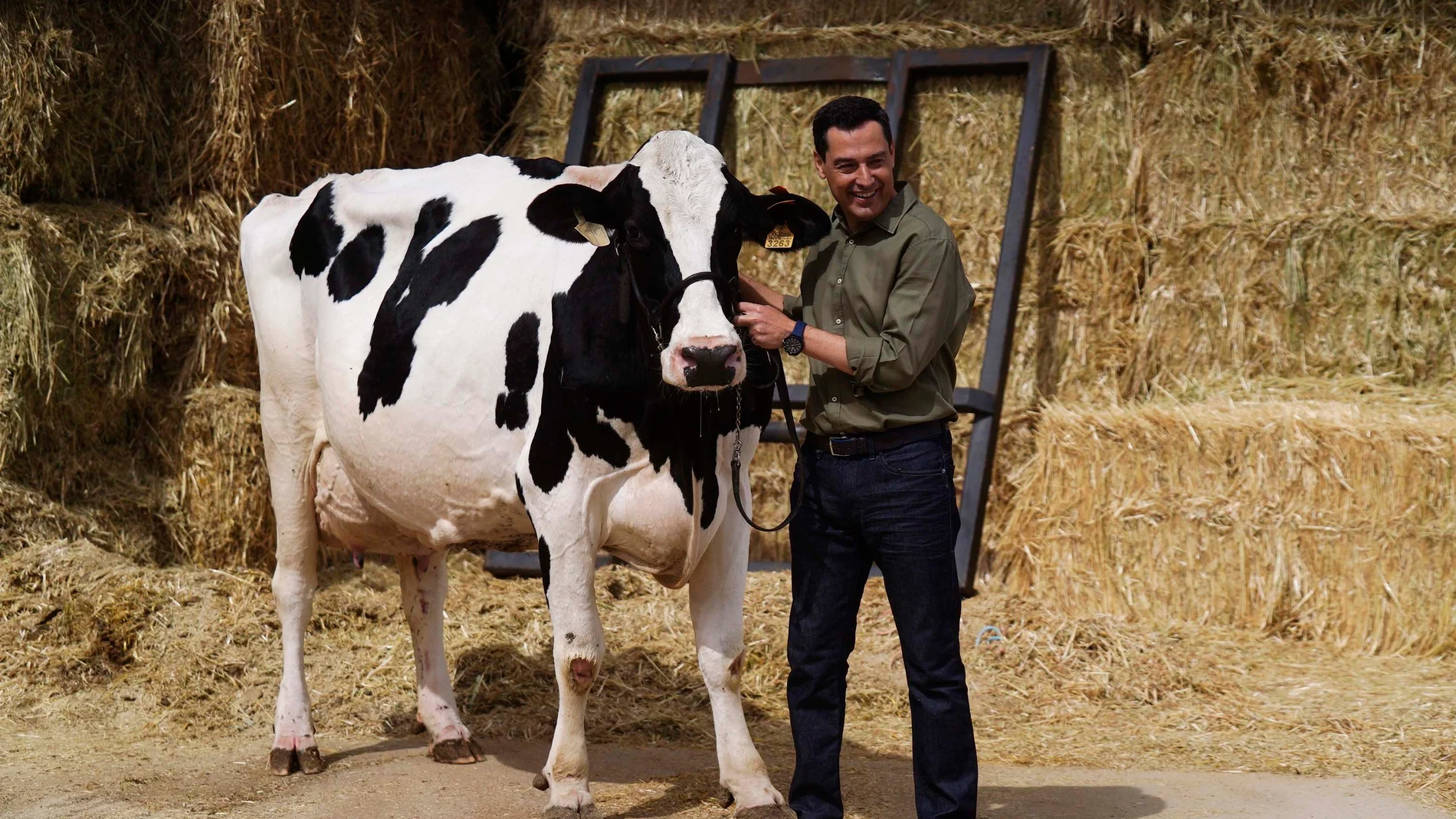 El presidente de la Junta de Andalucía, Juanma Moreno, se reencuentra con Fadi, la vaca talismán que según él "me ayudó a ganar las elecciones". EFE / Rafa Alcaide