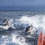 El velero fue atacado por varias orcas