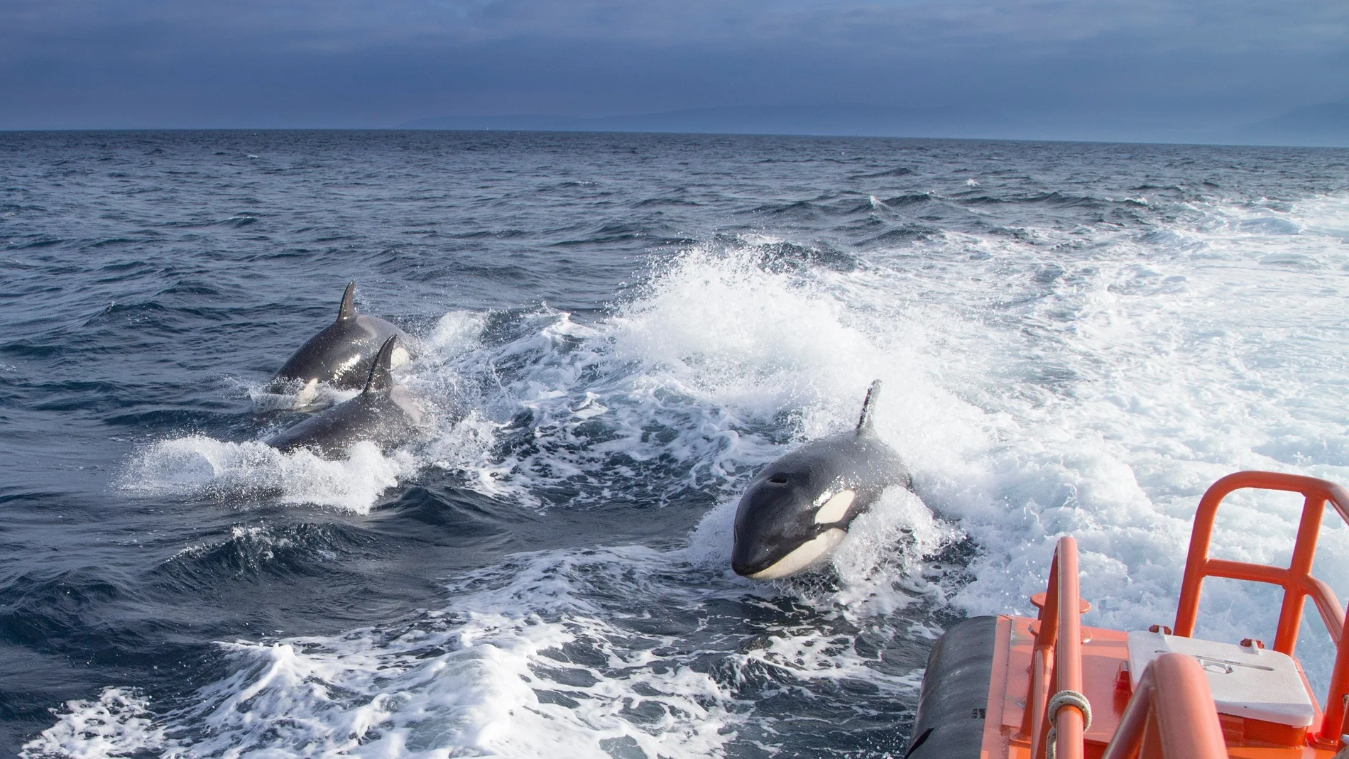 El velero fue atacado por varias orcas