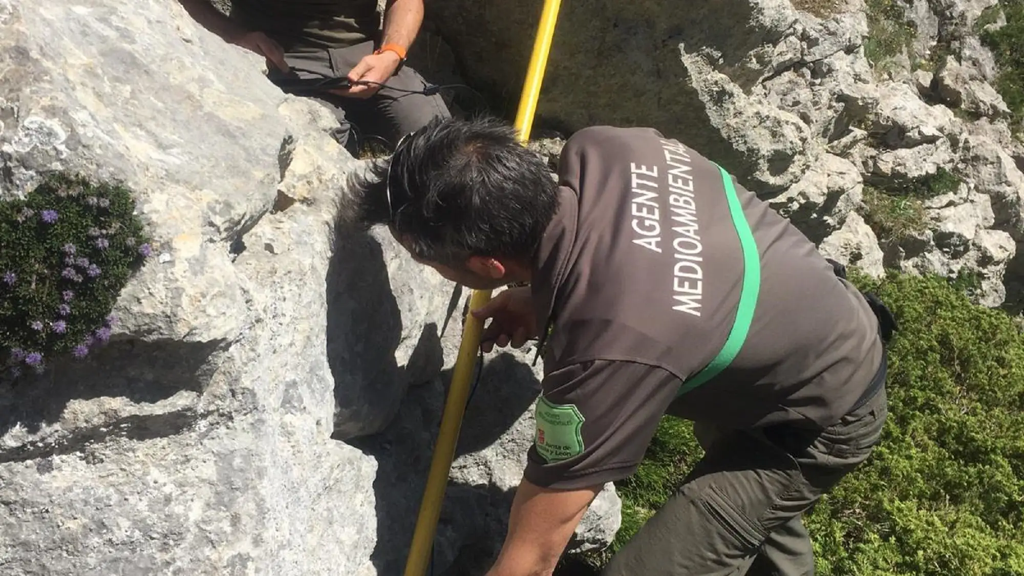 Operativo desplegado por la Junta de Castilla y León para la búsqueda de la osa adulta despeñada por la lucha con un oso macho en la Montaña Palencia