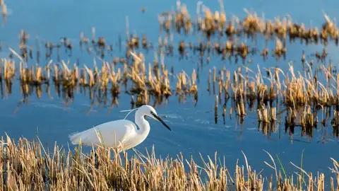 Parque natural de l'Albufera (Valencia)