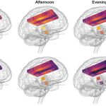 Resonancia magnética donde se muestran distintas temperaturas medidas en el cerebro de mujeres justo antes de ovular (arriba), hombres (abajo) y, por columnas de izquierda a derecha, en función de si fueron analizados por la mañana, por la tarde o ya al anochecer.