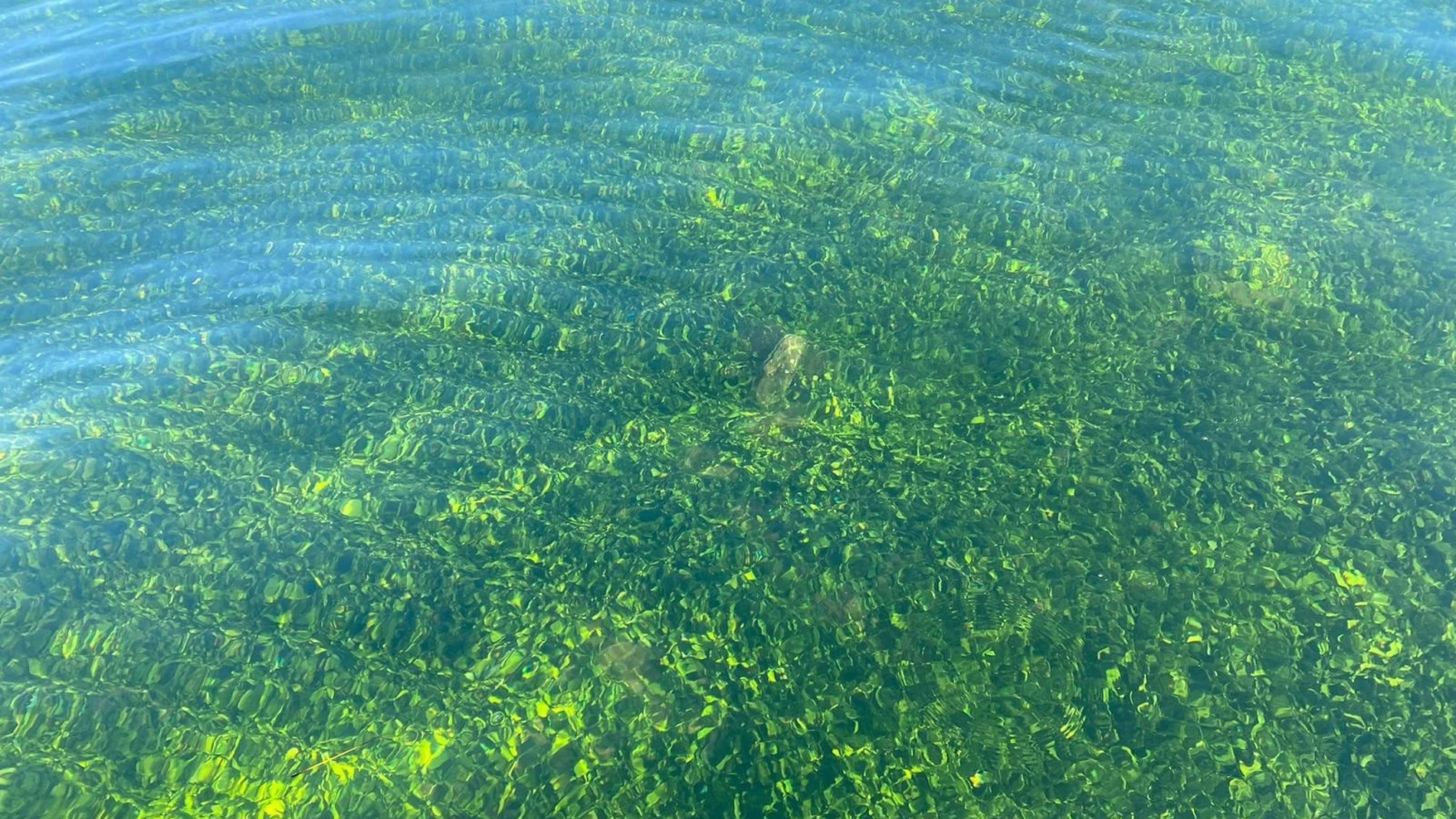 La pradera marina de la zona de Islas Menores