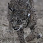 Un ejemplar de lince ibérico.