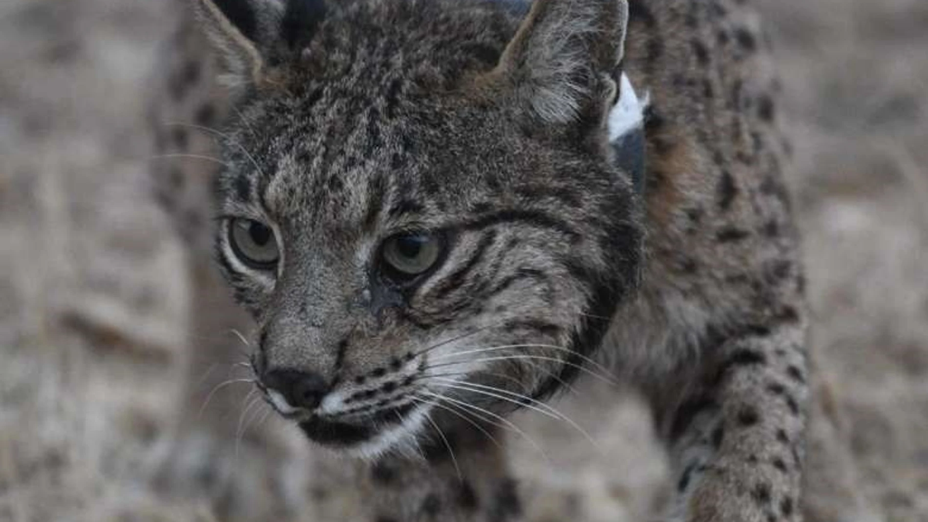 Un ejemplar de lince ibérico.