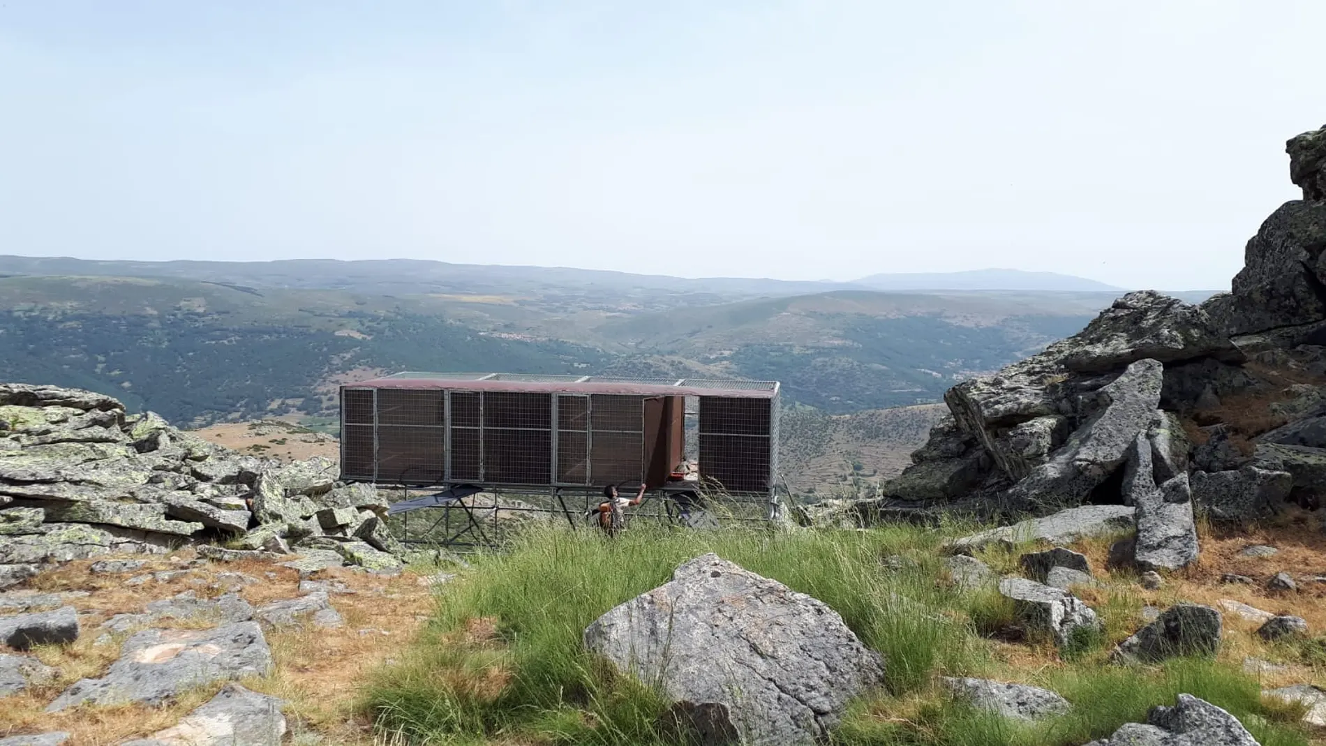 Liberación de los dos primeros ejemplares de quebrantahuesos en el Parque Regional de la Sierra de Gredos