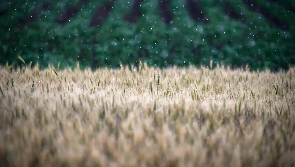 Espigas de trigo en un campo de trigo cerca de Melitopol, en la región de Zaporizhia, Ucrania