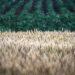 Foto de archivo de un campo de trigo