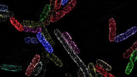 La imagen muestra grupos de la proteína esencial BamA en la membrana externa de la bacteria Escherichia coli.