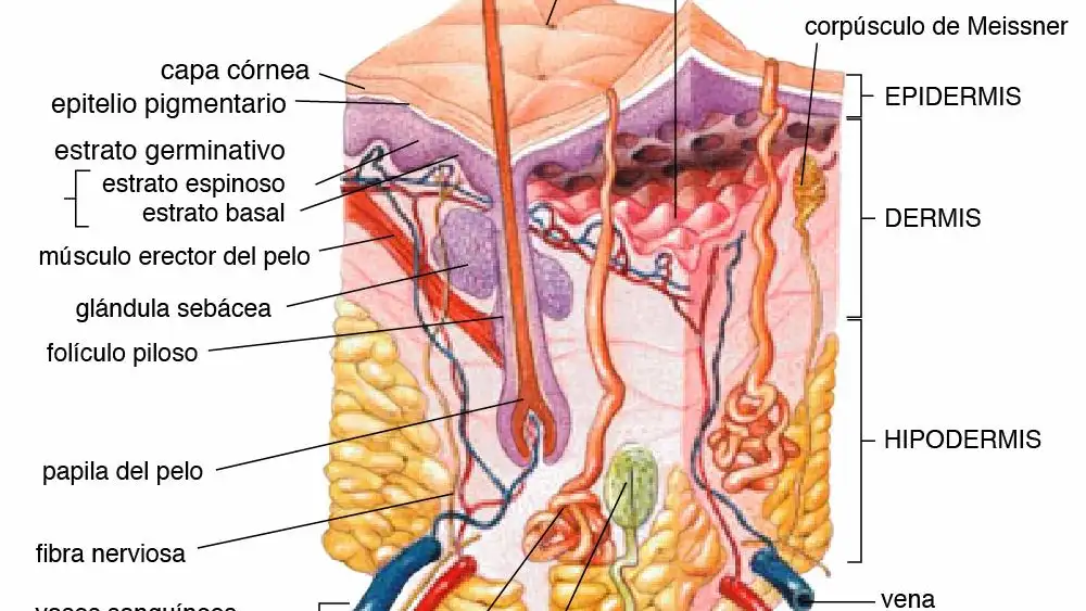 Anatomía de la piel humana