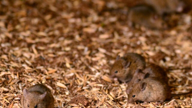 Las ratas se establecieron en Europa en la Edad Media