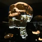 El cráneo de &quot;Miguelón&quot;, expuesto en el Museo de la Evolución Humana (Burgos)