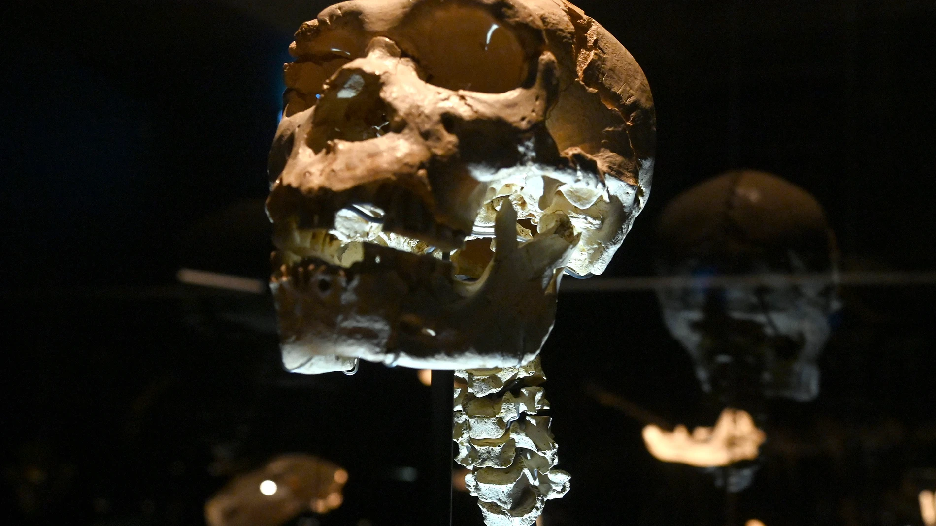 El cráneo de "Miguelón", expuesto en el Museo de la Evolución Humana (Burgos)