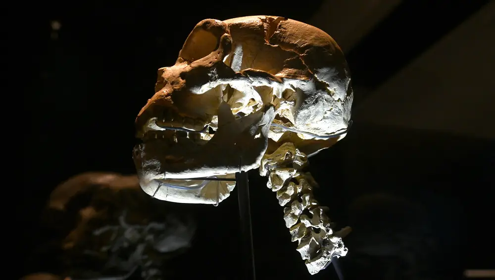 El Museo de la Evolución Humana presenta las siete vértebras cervicales del Cráneo número 5, también conocido como Miguelón, hallado en la Sima de los Huesos de los Yacimientos de Atapuerca
