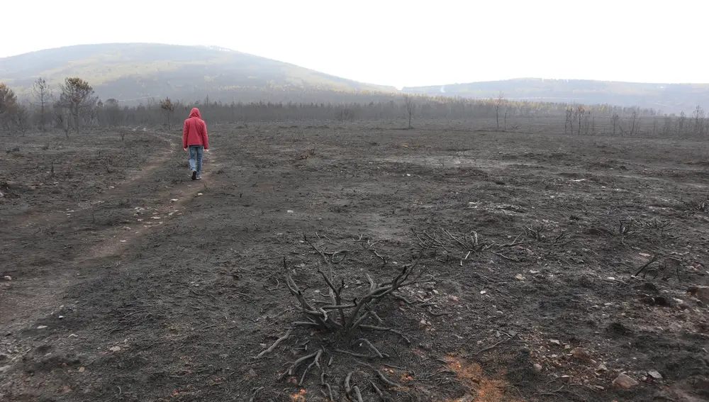 Una persona camina por el campo devastado por el incendio forestal en la Sierra de la Culebra (Zamora), que ha arrasado más de 30.000 hectáreas, en la localidad de Otero de Bodas