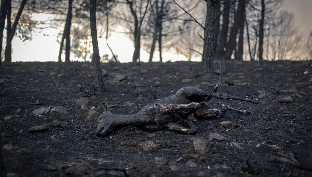 Un animal calcinado en el incendio forestal de la reserva de la Sierra de la Culebra, Zamora, que según las mediciones provisionales sería el mayor de España de toda la historia desde que hay registros, con 30.800 hectáreas que han sido pasto de las llamas. EFE/ Brais Lorenzo