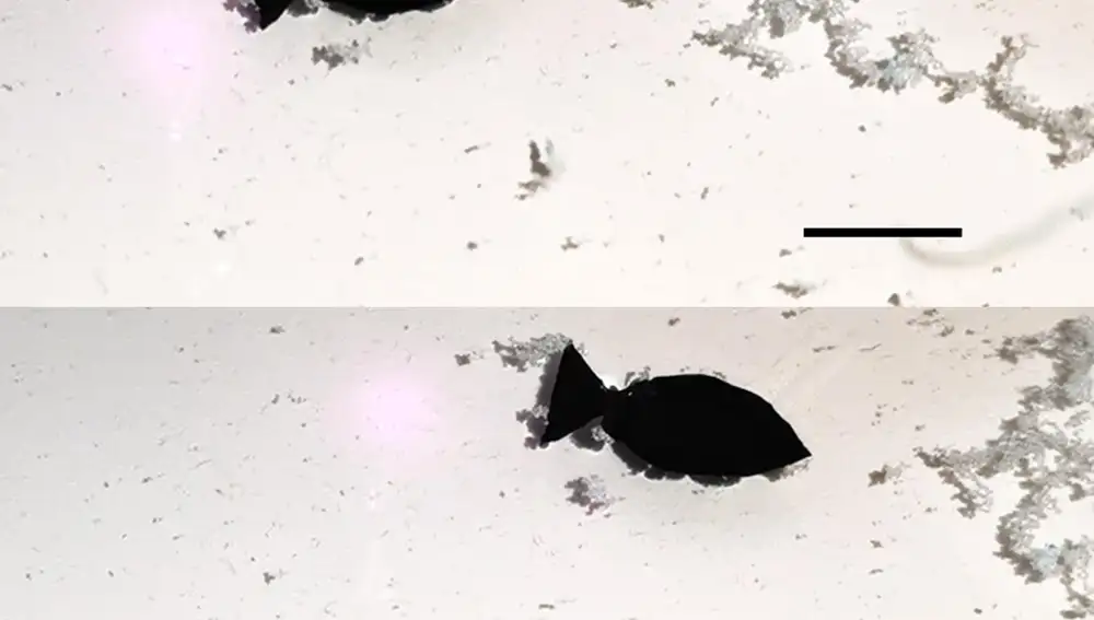 Un robot con forma de pez activado por la luz recoge microplásticos mientras nada (la barra de escala es de 10 mm)
