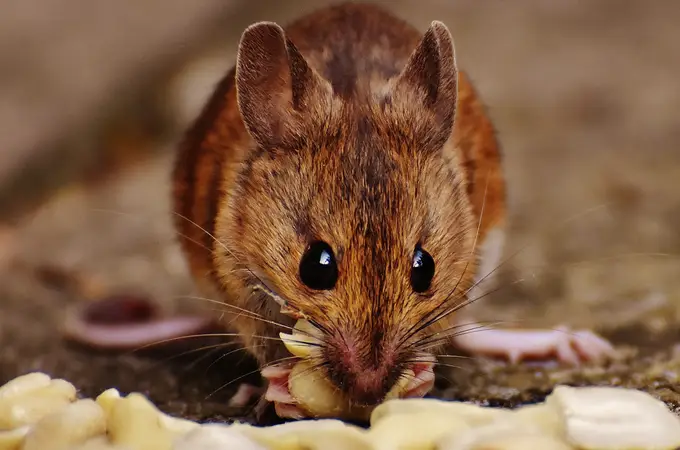 Una inyección consigue rejuvenecer ratones ancianos y doblar su esperanza de vida 