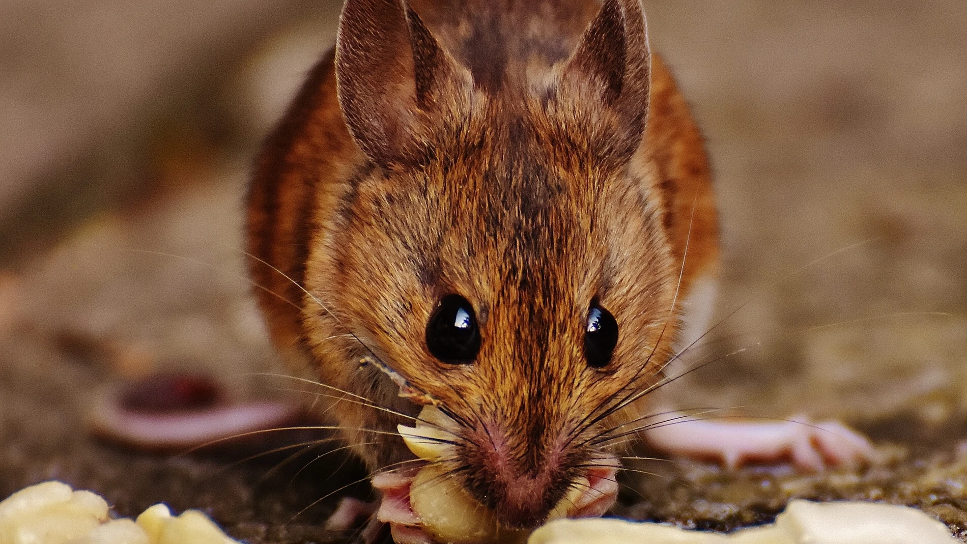 Un ratón marrón comiendo un fruto seco