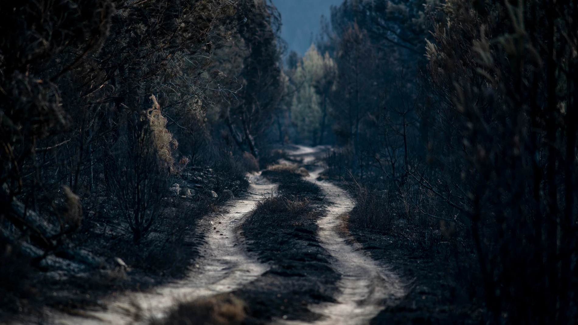 Vista general de la superficie calcinada en el incendio forestal de la reserva de la Sierra de la Culebra