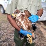 Imagen de un ejemplar de águila imperial ibérica