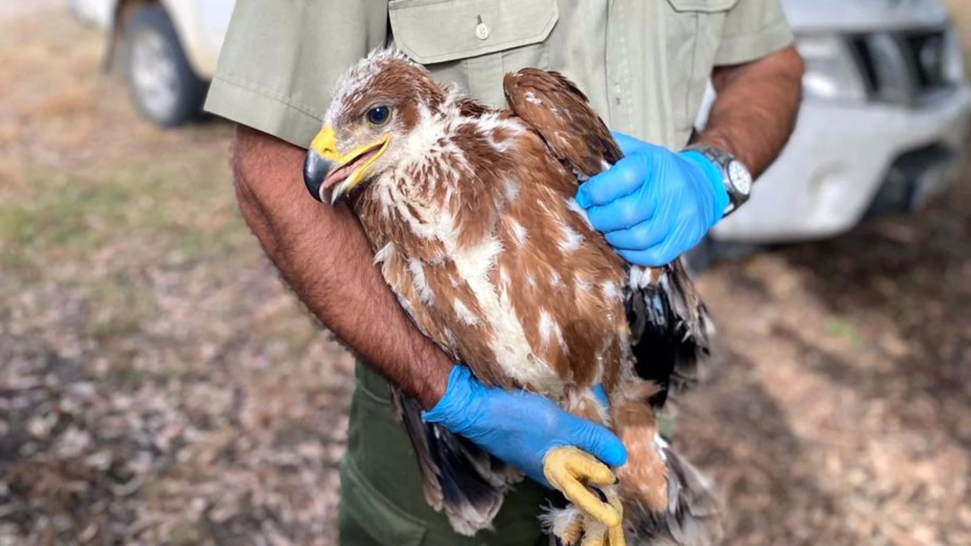 Imagen de un ejemplar de águila imperial ibérica