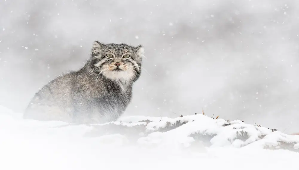 Una imagen de el leopardo de las nieves