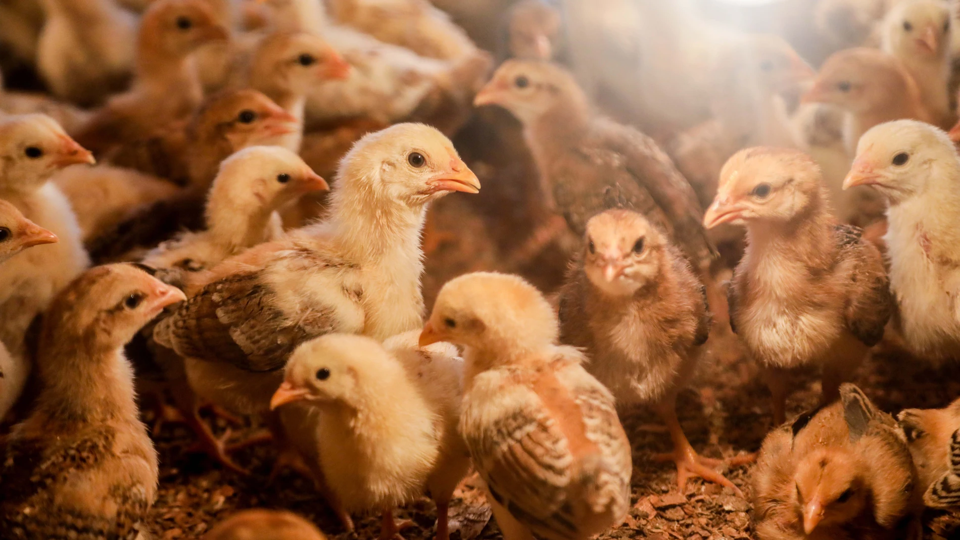 Imagen de archivo de una granja de pollos