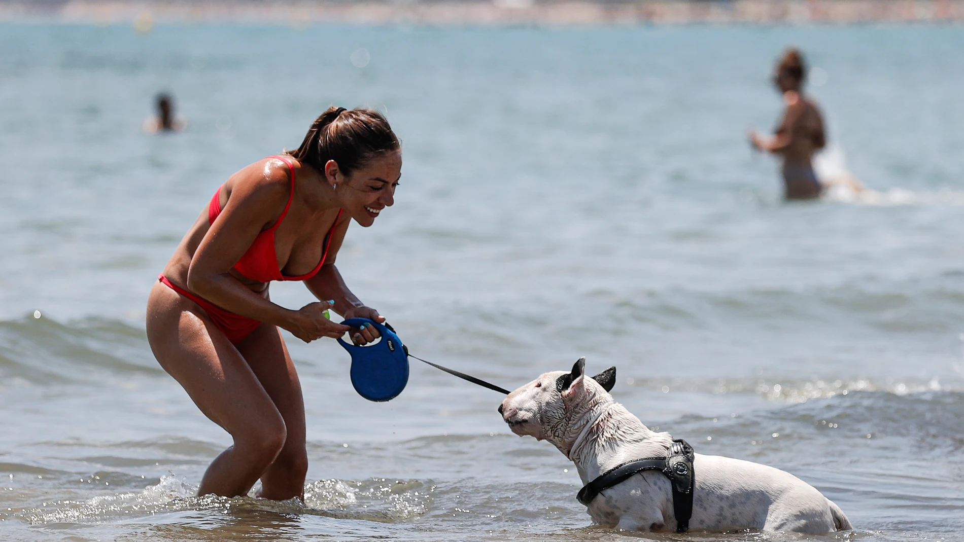 Un perro juega junto a su dueña en la playa canina de Pinedo, pedanía al sur de València