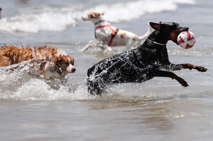 Estas son las mejores playas para perros de Alicante
