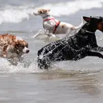 Dos perros disfrutan del agua en la playa canina de Pinedo, pedanía al sur de València.
