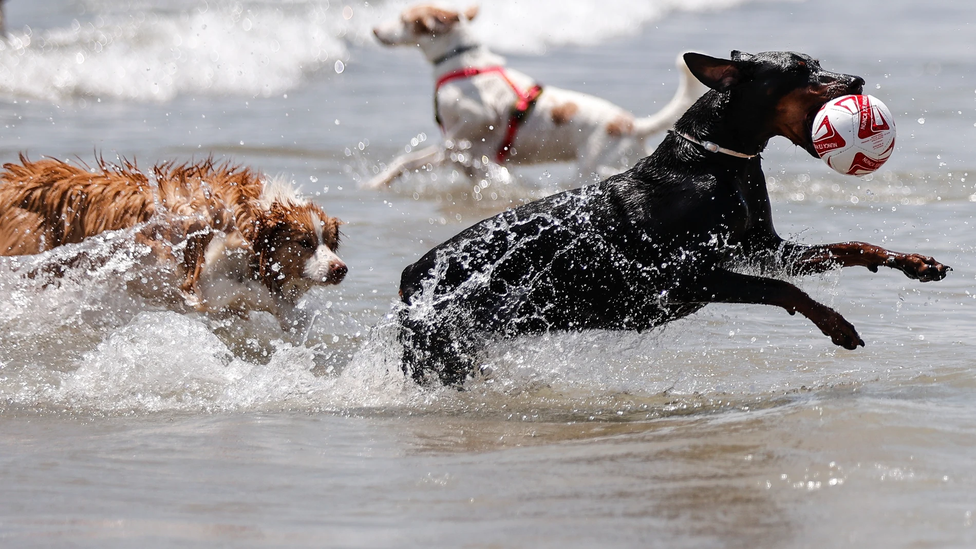 Dos perros disfrutan del agua en la playa canina de Pinedo, pedanía al sur de València.