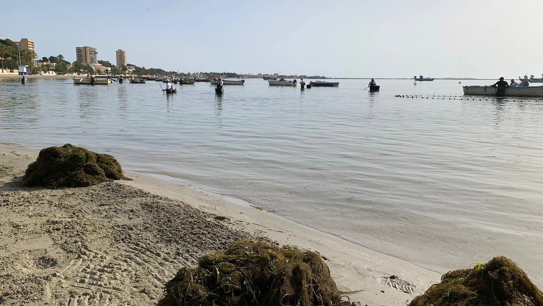 Biomasa retirada en el Mar Menor