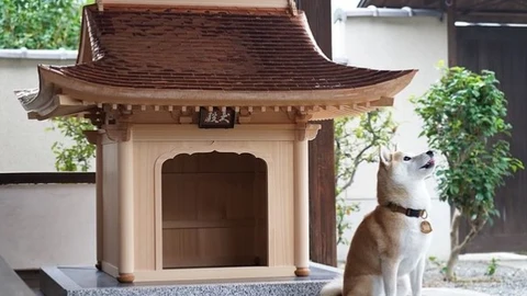 Mansión para perros