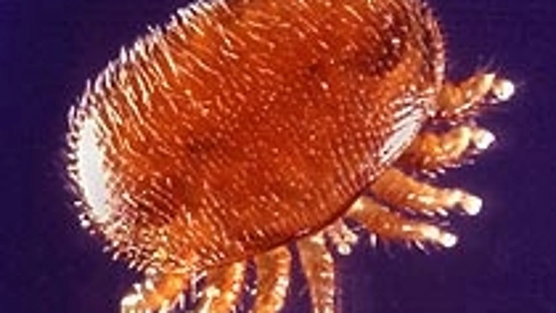 Con solo alrededor de 1,6 mm, el pequeño ácaro Varroa (Varroa destructor) es el mayor enemigo de la abeja