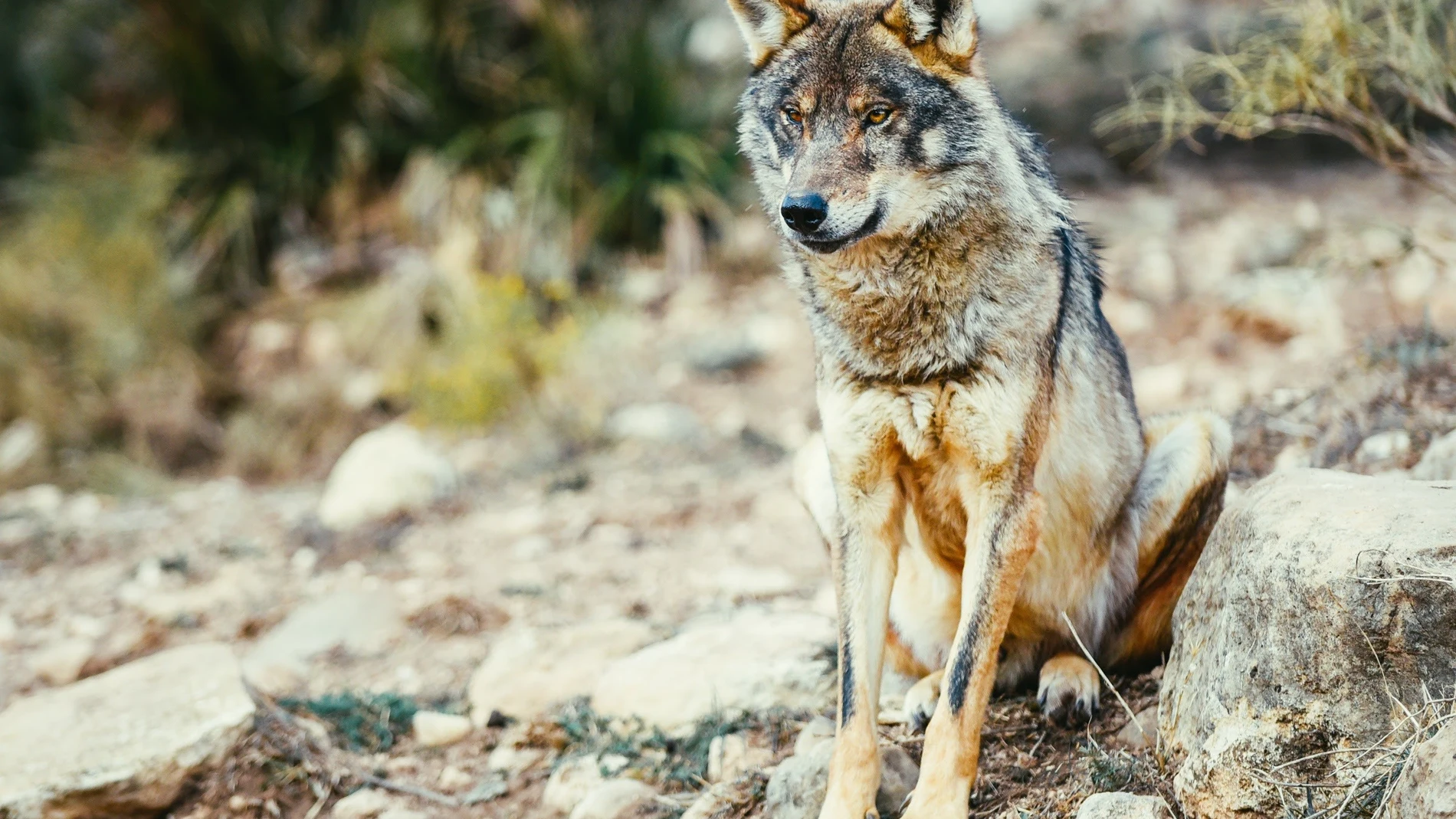 El TC anula la ley de caza de Castilla y León que permitía cazar al lobo al norte del río Duero por invadir competencias estatales