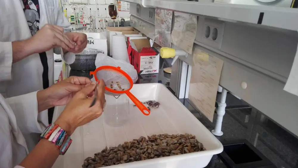 Imagen del trabajo de los investigadores en el laboratorio con las muestras recogidas por los productores de la costa catalana