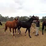 Varios caballos a sus cuadras en la Yeguada Torreduero