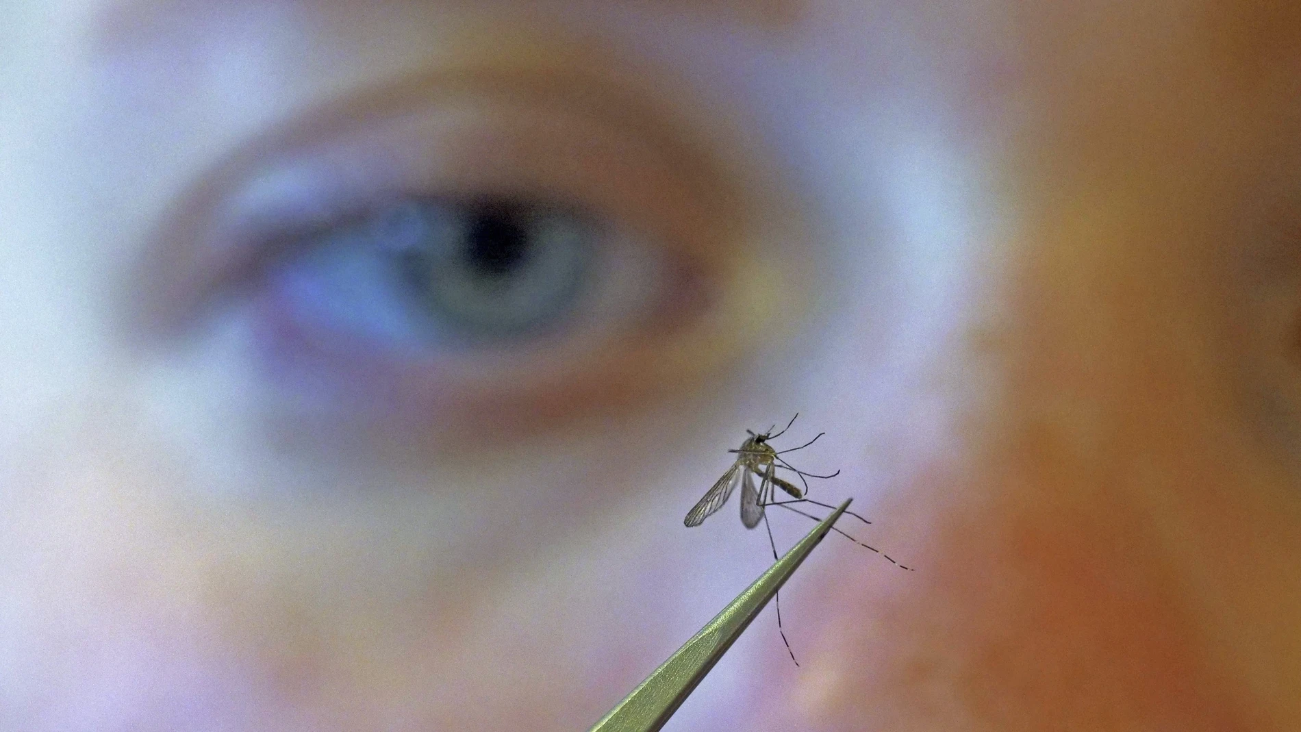 Los mosquitos son más activos por la tarde y por la noche. Y viven en zonas cercanas donde hay agua acumulada (lagunas, charcos, macetas con agua) | Fuente: AP Photo/Rick Bowmer