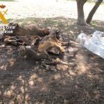 Imagen de los animales hallados muertos en la finca de Doñinos (Salamanca)