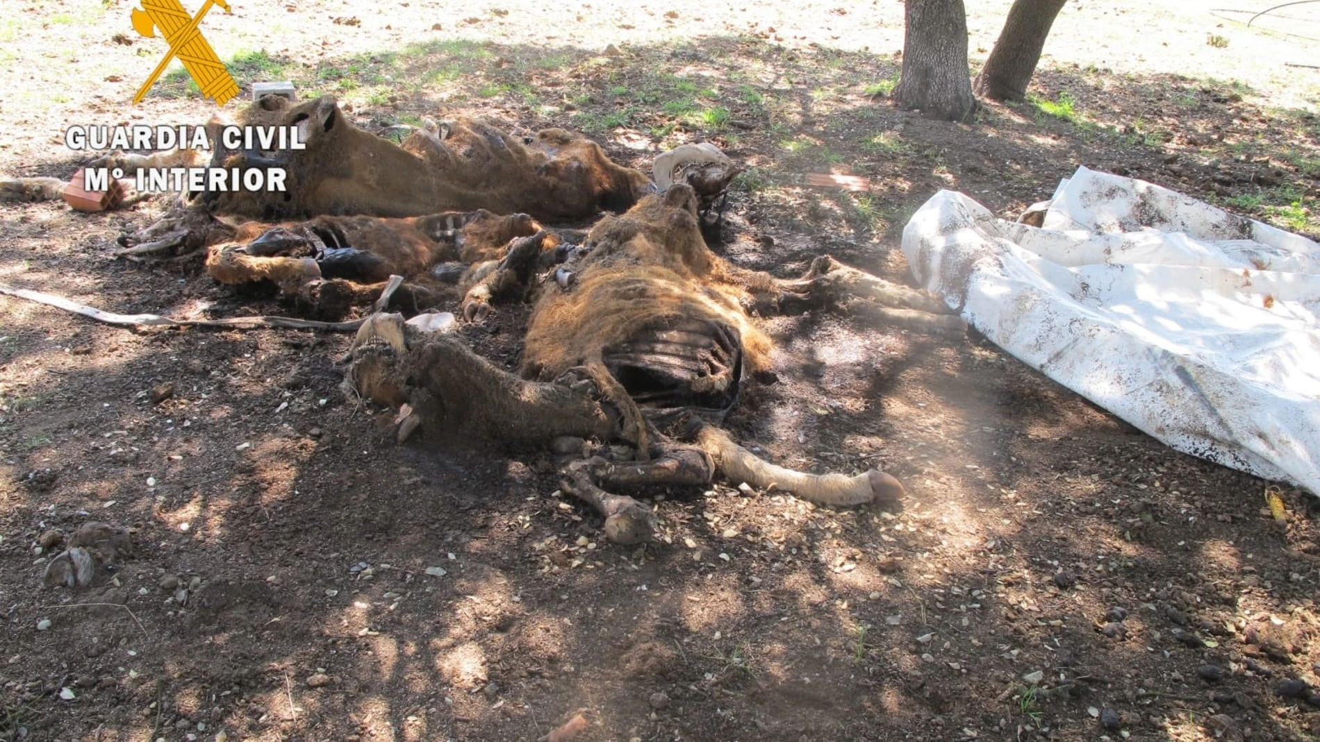 Imagen de los animales hallados muertos en la finca de Doñinos (Salamanca)