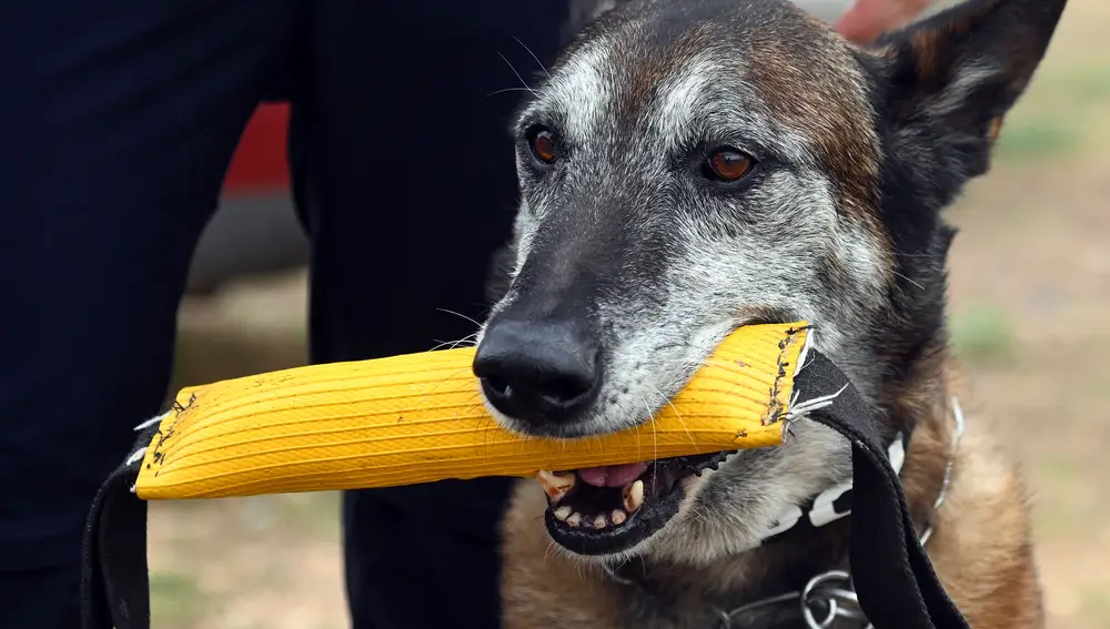 Unidad Canina de la Policia Local de Burgos